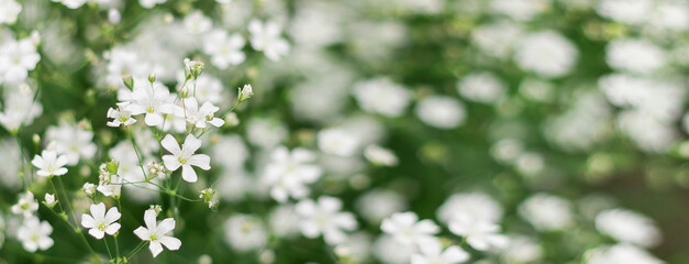 Banner of flowering gypsophila white. Floral background.