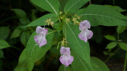 Beautiful Policeman's-helmet flowers, Impatiens glandulifera Royle. 