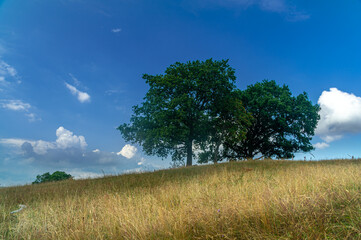 Trees at the hill. Blue sky in th background