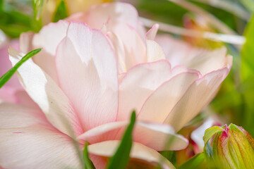 Closeup macro photo of pink rose petals..