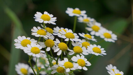 Macro view Common feverfew flowers, Tanacetum parthenium (L.) Sch.Bip. 