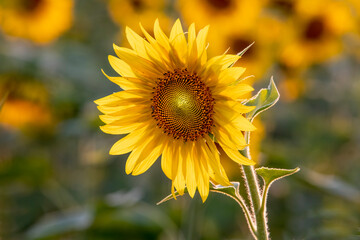 Beautiful bright sunflower close up. Perfect desktop wallpaper. For design and interior decoration
