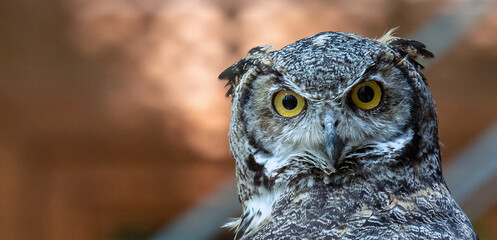The great horned owl, bubo virginianus, also known as the tiger owl
