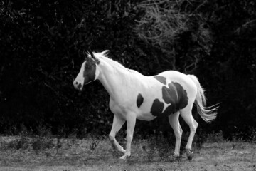 Obraz na płótnie Canvas Paint horse mare in motion through rural farm field with dark background.