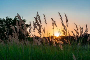 Tall grass in a green meadow. Warm summer evening with a bright meadow at sunset. Silhouette of grass in the light of the golden setting sun. Beautiful natural landscape with sunbeams.