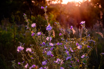 Fototapeta na wymiar Beautiful wildflowers on a green meadow. Warm summer evening with a bright meadow during sunset. Grass silhouette in the light of the golden setting sun. Beautiful nature landscape with sunbeams.