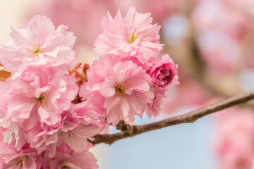 Pink cherry blossom tree in early spring.