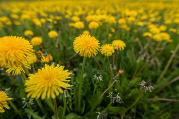 Field full of coltsfoot, Tussilago farfara.