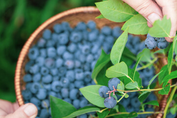 Woman hands picking ripe blueberries. Close up a shoot with a basket, full of berries. Blueberry - branches of fresh berries in the garden. Harvesting concept.