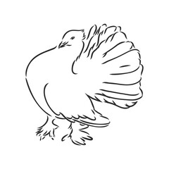 Realistic hand drawn dove. Vector illustration or element for your design.