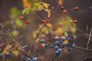 Fototapeta na wymiar Sloe berries and Red rosehip berries on the branches. Romantic autumn still life with blackthorn or sloes. Wrinkled berries of blackthorn on a bush on late Fall