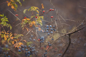 Sloe berries and Red rosehip berries on the branches. Romantic autumn still life with blackthorn or...