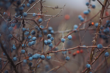Sloe berries and Red rosehip berries on the branches. Romantic autumn still life with blackthorn or sloes. Wrinkled berries of blackthorn on a bush on late Fall - obrazy, fototapety, plakaty