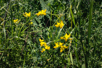 Beautiful yellow wildflowers on a green grass background on a sunny summer day.