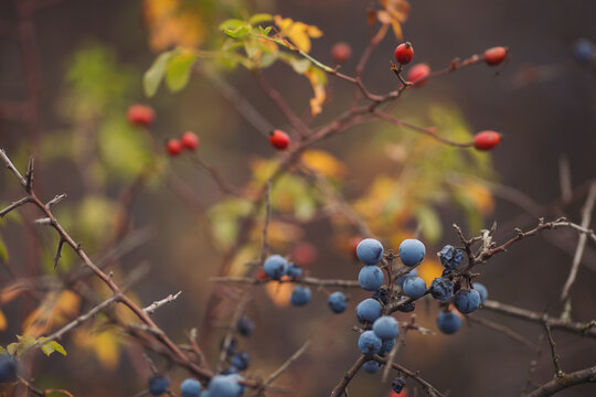 Sloe berries and Red rosehip berries on the branches. Romantic autumn still life with blackthorn or sloes. Wrinkled berries of blackthorn on a bush on late Fall