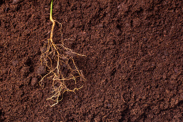 close-up of the roots of the plant against the background of brown fertile soil