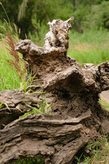 tree trunk with roots