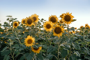 Golden sunflower in the sunflower field against blue sky summer agricultural background