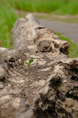 tree growing in the ground