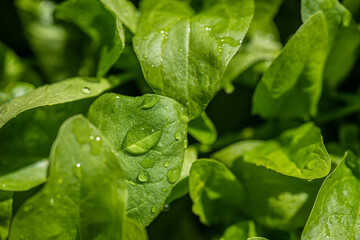 water drops on fresh and green sallad.