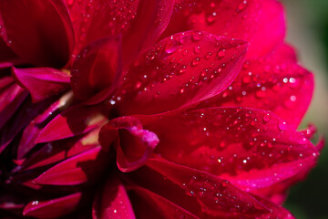 Fototapeta premium Close up view of wet macro red petals with sparkling water drops on it. Flower part sunlit on bright sunlight ar summertiime.