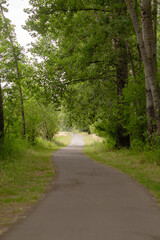 Naklejka premium road in the woods