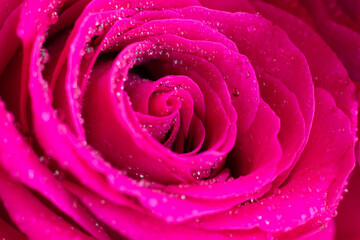Floral backdrop made of wet magenta macro rose flower with spiral core. Fragrance aromatic fresh flower