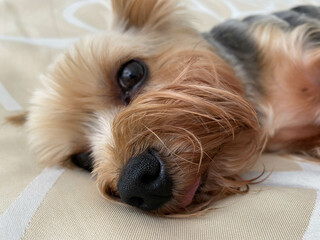 A small beautiful fluffy kind dog, home pet, Yorkshire Terrier with a joyful face with big black...