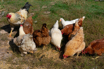 Flock of domestic chicken freely grazing and pecking grains. Countryside farmyard.
