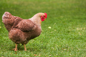 Domestic chicken walks in the green grass