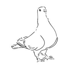 Realistic hand drawn dove. Vector illustration or element for your design.
