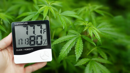 Digital thermometer and hygrometer in hand, contactless control of the growth conditions of marijuana, cannabis, weed and hemp. Medical marijuana concept - obrazy, fototapety, plakaty