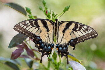 Yellow Tiger Swallowtail Butterfly in Louisiana Summer Garden
