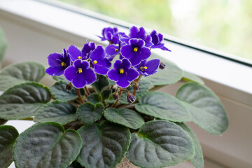 Blossoming deep blue purple colored african violet flower saintpaulia on windowsill. Home decoration