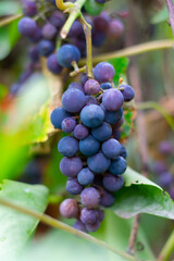 Mature blue red grapes ion branch with leaves at autumn season.Vertical