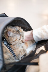 Domestic ginger cat sits in a carrier bag, close-up.