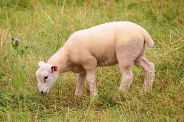 junges Lamm auf einer Wiese