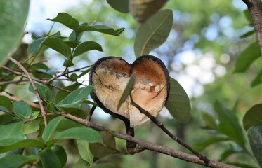 Cerrado