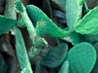 Closeup cactus plants or Opuntia cactus prickly pear natural background at cactus farm. Cactus texture with thorns. High quality photo