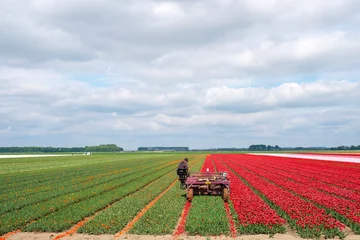 Fotobehang Tulip fields in Flevoland Province, The Netherlands © Holland-PhotostockNL