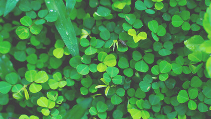 Green leaves pattern background, Natural background and wallpaper. in Phuket Thailand.