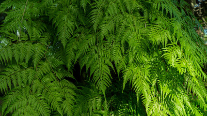 Green leaves pattern background, Natural background and wallpaper. in Phuket Thailand.
