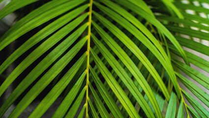 Dypsis lutescens concept, butterfly palm green abstract texture with, natural background, tropical leaves in Asia and Phuket Thailand.