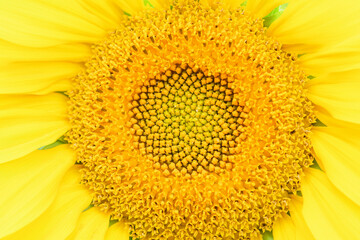 Yellow sunflower in the garden on a sunny day, close up. Summer and autumn background