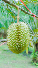 background Durian Fruit Season, Monthong Thai Street Food    Thai Street Food fruit king.