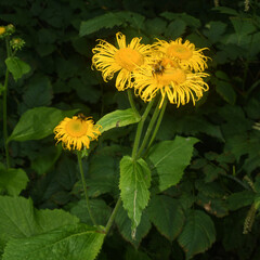 Bee posing for portrait on yellow flower