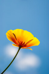 A blooming flower poppy on a blue sky background. Nature.