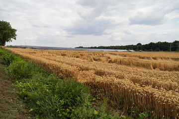 Fototapeta na wymiar Solar panels and golden wheat field in summer. ripe ear before harvest