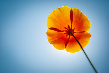 A blooming flower poppy on a blue sky background. Nature.