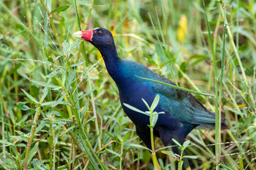 Purple Gallinule Foraging in Marsh in Cameron Parish Louisiana